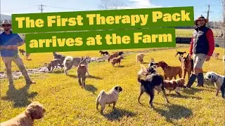 The First Therapy Pack have Arrived at the Farm