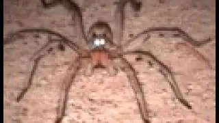 Huge Wolf Spider with Glowing Eyes