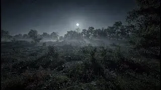 Dark Ambient Night Forest 🌙 Deep Focus & Calm Soundscape (1 Hour)