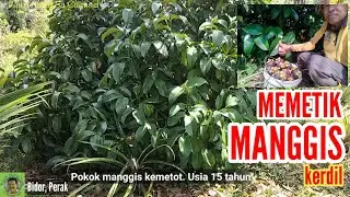 MEMETIK/PANEN MANGGIS KERDIL