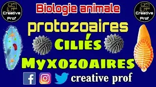 Biologie Animale - protozoaires: les ciliés et les myxozoaires (darija )