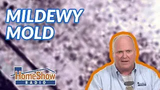Mildew vs Mold