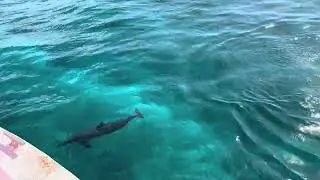 Can I pet your belly 😭🐬 #youtube #shortvideo #sea #dolphin #funny