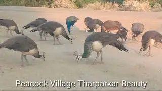 Beauty of desert evening I Great peacocks flock I Nature wonders I