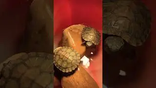 turtle lighting setup 🐢 #turtle #basking #youtube #shorts #youtubeshorts #aquarium #trending #baby