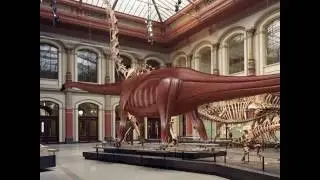 Juraskop: Dinosaurier Diplodocus im Museum f&uuml;r Naturkunde Berlin