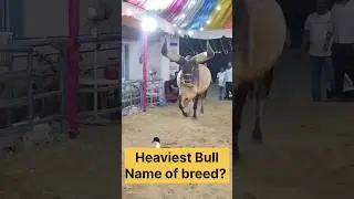 Heaviest Indigenous breed of Bull