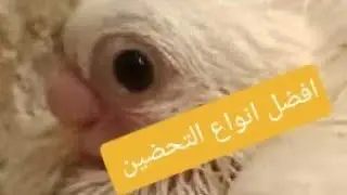 انسب انواع التحضين وازي تعمل حضان يزق صافي