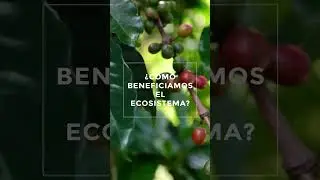 Kaffeb&oslash;nner fra Yali