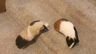 fat guinea pig gets up the stairs