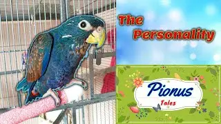 Baby Pionus Parrot's First Week in New Home | Lyra Ep 3