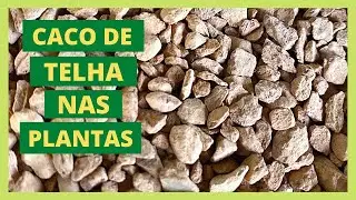 VOC&Ecirc;S USAM CACO DE TELHA NAS SUAS PLANTINHAS? | MURILO SOARES | SPAGNHOL PLANTAS