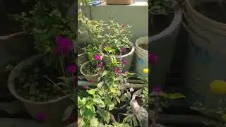 #terracegardenindia #music #garden #plants #music #gardeningplants