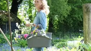 Basil Carry all baskets