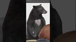 black bear illustration