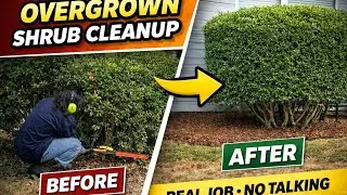 Why Shrub Cleanup Actually Takes This Long (Uncut)