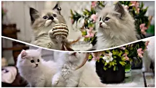 Shrishti Verma's Ragdoll & Persian Cat Kennel  | Patiala, Punjab