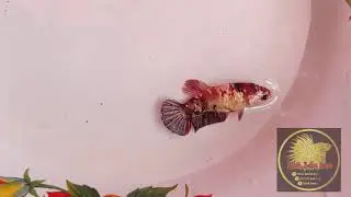 Female koi copper calon ajieeeb