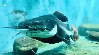 Solo Trip to Dehiwala Zoo