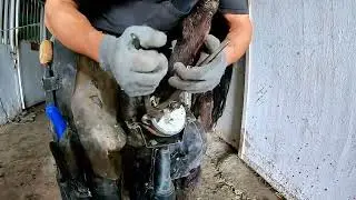 SHE COULDN'T EVEN STAND... MIRACLE HOOF RESCUE &ndash; YOU WON'T BELIEVE THE TRANSFORMATION!