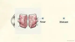 Structure of Eye -The Ultimate Biological Camera