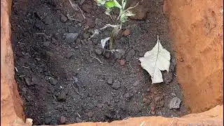 Kilimo Cha Migomba Ya Bukoba na Mkono wa Tembo Morogoro