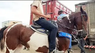 Os Cavalos de Caruaru é um sucesso de público lindos cavalo mangalarga #cavalo 
