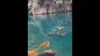 Watch these stunning koi glide through crystal-clear waters. #PeacefulEscape #KoiPond #NatureVibes