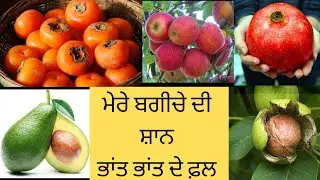 My Fruit Garden Update || Mango Apple Perssimon Avocado walnut Apricot Daisy Orange Pomegranate ||