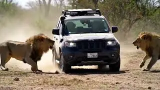 Lion Attacks Jeep on Safari! Tourists Terrified 😱🦁 #LionAttack #WildlifeVideo