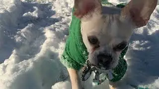 Dog playing in the snow ❄️☃️