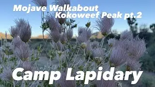 Mojave Walkabout, Kokoweef, Part 2
