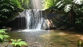 1 Hour Morning Forest Dawn Music for Emotional Healing and Inner Balance
