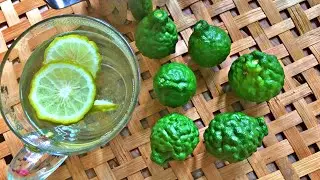 Kaffir lime tea - Easy Recipe Idea for Kaffir Lime - Homemade tea