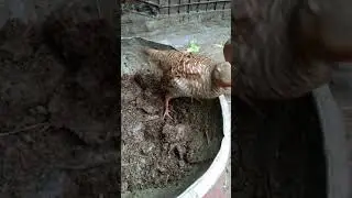 teetar ke first  breed ki kaiyer