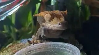 I thought I'd Love this Gecko Feeding Ledge.....But I Don't!