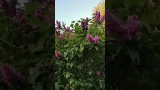 Syringa vulgaris 🌸🌸🌸
