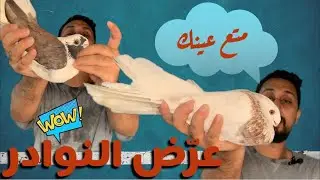 متع عينك مع احلي فرجة حمام ( النوادر)!!#لوفت_عمرو_اشرف