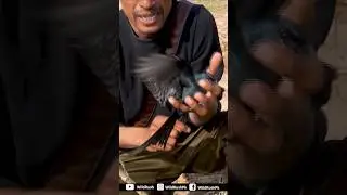 Black Drongo Traped| Finally is Bird ko pkr lia| Easy bird Trap