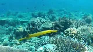 Dive Cebu Philippines 2014