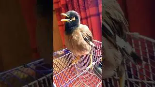 Myna&rsquo;s Magical Morning Song