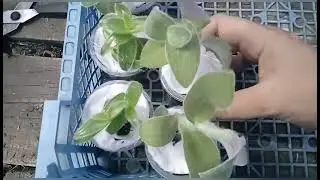 Заказ цветов у 