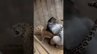 Epic Gorilla vs Leopard Showdown at Zoo #WildEncounter