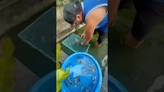 Kung asa pabor G #fishkeepinghobby #qualitygoldfish #fishtank #mollyfish #fishkeepinghobby #aquarium