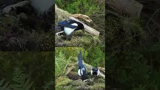 Skj&aelig;re, Magpie, Elster, Urraca, Pie, Skata