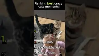 Ranking the best crazy cats moments!