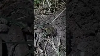 What did I find in the dark? (Big Toad Close-Up) 🔦 | Toad #toad #shorts