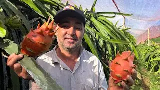 Esse híbrido ficou incrível!Variedade de pitaya New Orange !