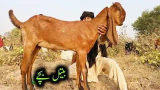 Beetal Goat Kids In 7 to 8 Month Age _Beetal Goat Farming
