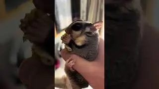 Луи заслуживает подписку ?🧐